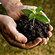    Teambuilding Tree Planting