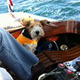    Dragon Sailing Foxterrier